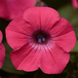 Петуния Тайдал Вейв Хот Пинк