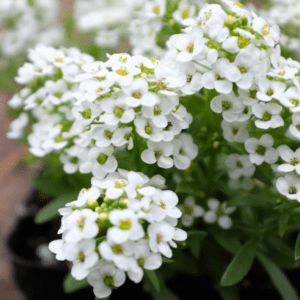 Алиссум Клиа Кристалл Вайт