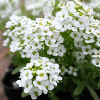 Алиссум приморский Эстер Боннет Вайт