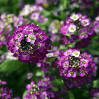 Алиссум приморский Эстер Боннет Виолет