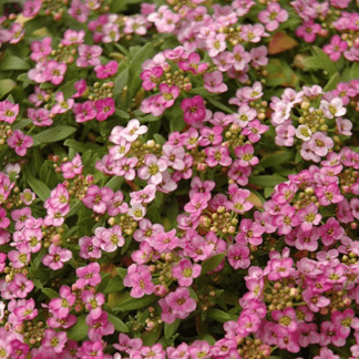 Алиссум Эстер Боннет Дип Пинк