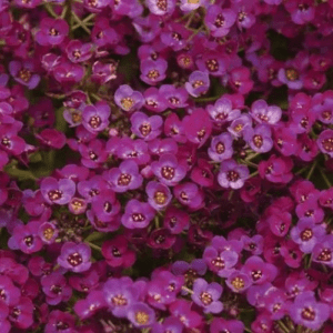 Алиссум Клиа Кристалл Пурпл Шейдс