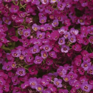 Алиссум Клиа Кристалл Пурпл Шейдс