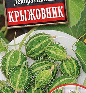 Кукумис декоративный Крыжовник