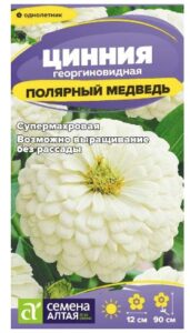 Цинния Полярный Медведь