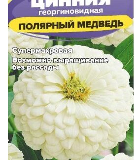 Цинния Полярный Медведь