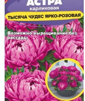 Астра Тысяча чудес ярко-розовая карликовая