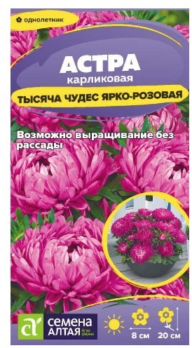 Астра Тысяча чудес ярко-розовая карликовая