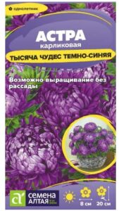 Астра Тысяча чудес темно-синяя карликовая