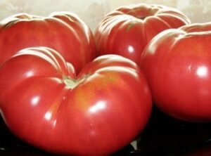 Коллекционный томат Минусинский бычий лоб