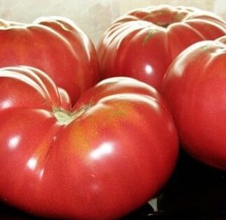 Коллекционный томат Минусинский бычий лоб