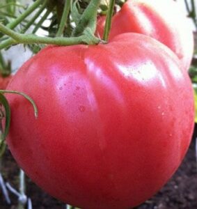 Коллекционный томат Минусинский кистевой