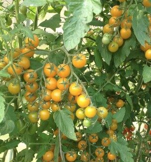 Коллекционный томат Summer Sun