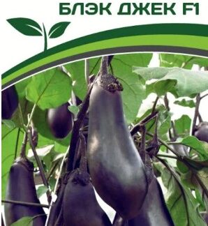 Баклажан БЛЭК ДЖЕК F1