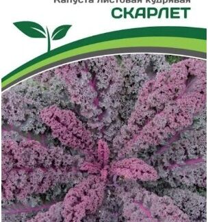 Капуста листовая кудрявая СКАРЛЕТ