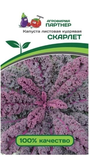 Капуста листовая кудрявая СКАРЛЕТ