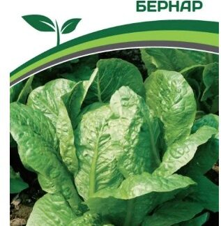 Салат кочанный БЕРНАР