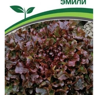 Салат листовой ЭМИЛИ
