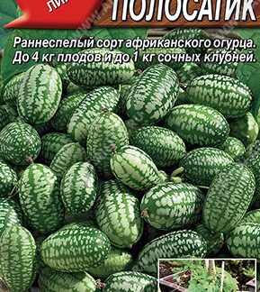 Мелотрия (Мышиная дыня) Полосатик