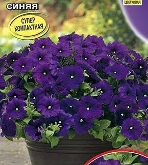 Петуния Джолли синяя F1 многоцветковая