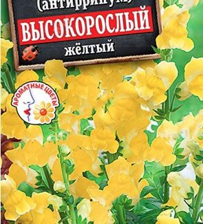 Львиный зев Высокорослый жёлтый