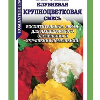 Бегония Крупноцветковая смесь