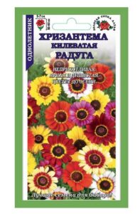 Хризантема Радуга