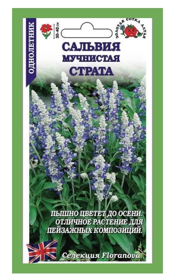 Сальвия Страта