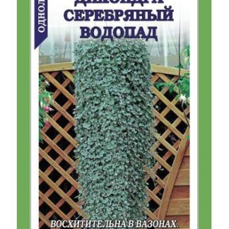 Дихондра Серебряный водопад