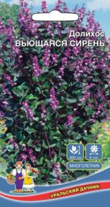 Долихос обыкновенный вьющаяся сирень