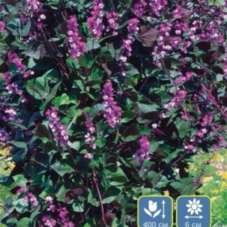 Долихос обыкновенный  вьющаяся сирень