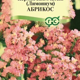 Лимониум (Кермек выемчатый) Бондуели (Копировать)