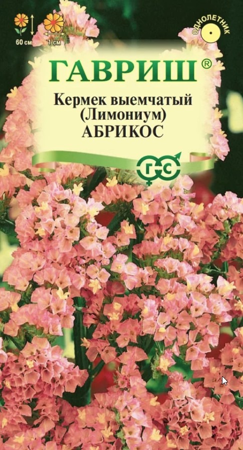 Лимониум (Кермек выемчатый) Бондуели (Копировать)