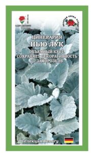 Цинерария Нью Лук