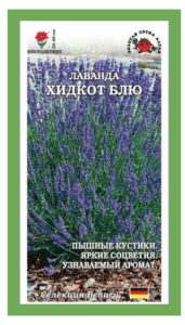 Лаванда Хидкот Блю