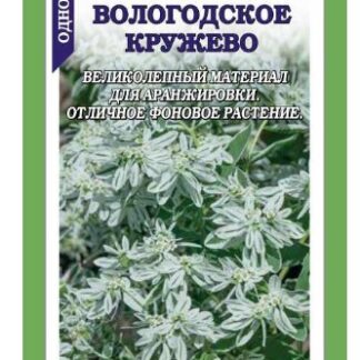 Эуфорбия Вологодское кружево