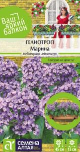 Гелиотроп Марина