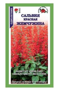 Сальвия Красная Жемчужина