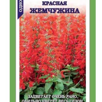 Сальвия Красная Жемчужина