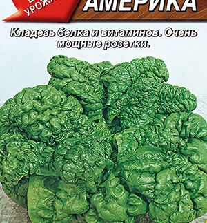 Шпинат Америка