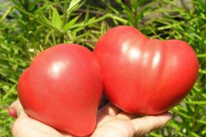 Томат коллекционный Dwarf Pink Passion (Гном Розовая страсть)