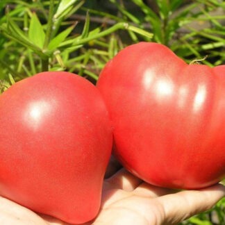 Томат коллекционный Dwarf Pink Passion (Гном Розовая страсть)