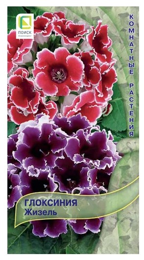 Глоксиния Жизель