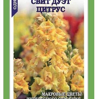 Львиный зев Свит Дуэт цитрус