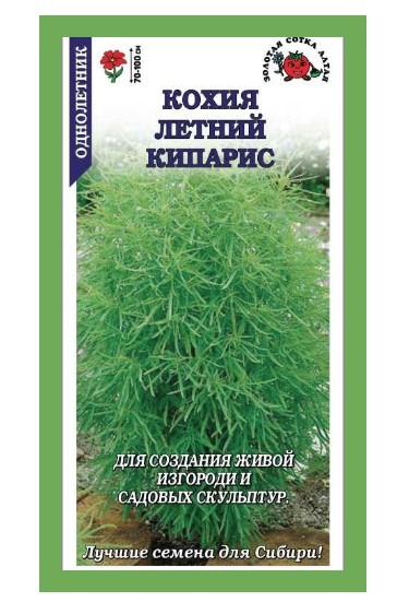 Кохия Летний кипарис