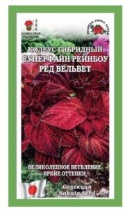 Колеус Суперфайн Рейнбоу Ред Вельвет