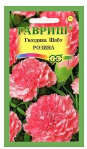 Гвоздика Шабо Розина