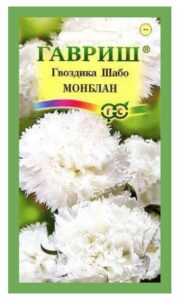 Гвоздика Шабо Монблан