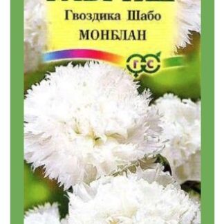Гвоздика Шабо Монблан