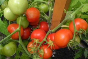 Томат Гном 7 гномов